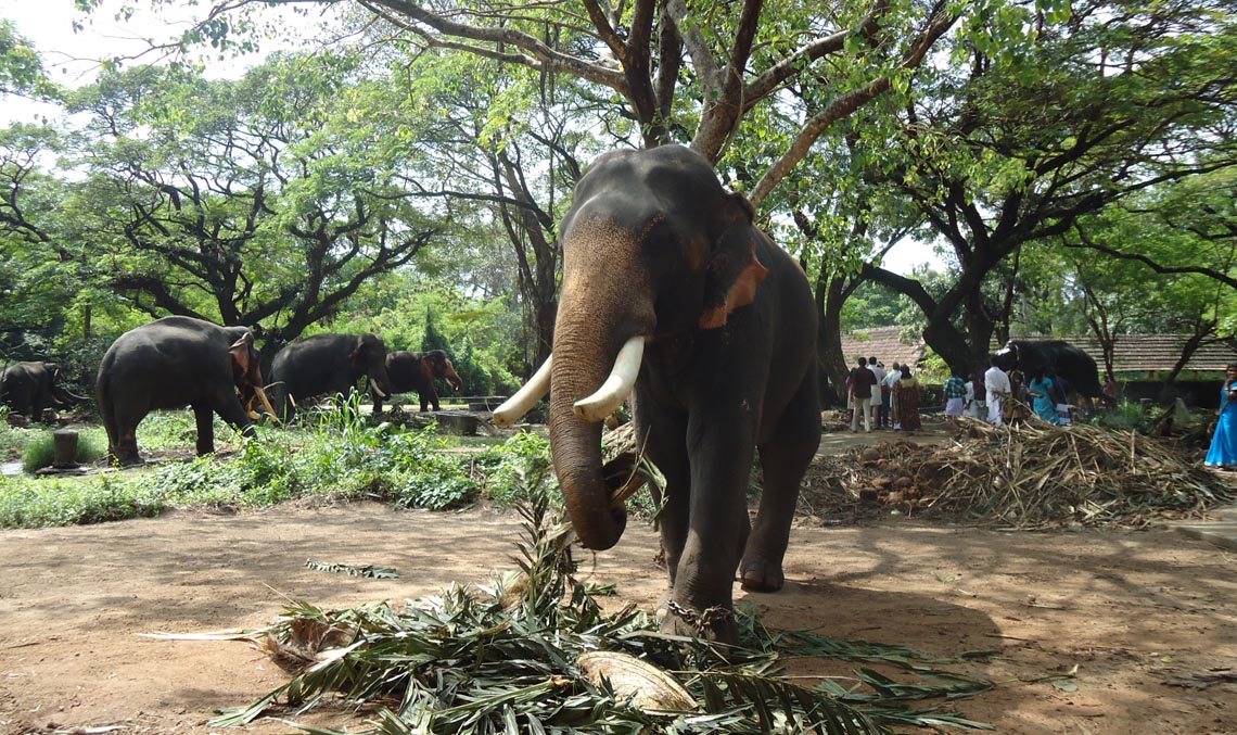 Guruvayur (Elephant Camp)