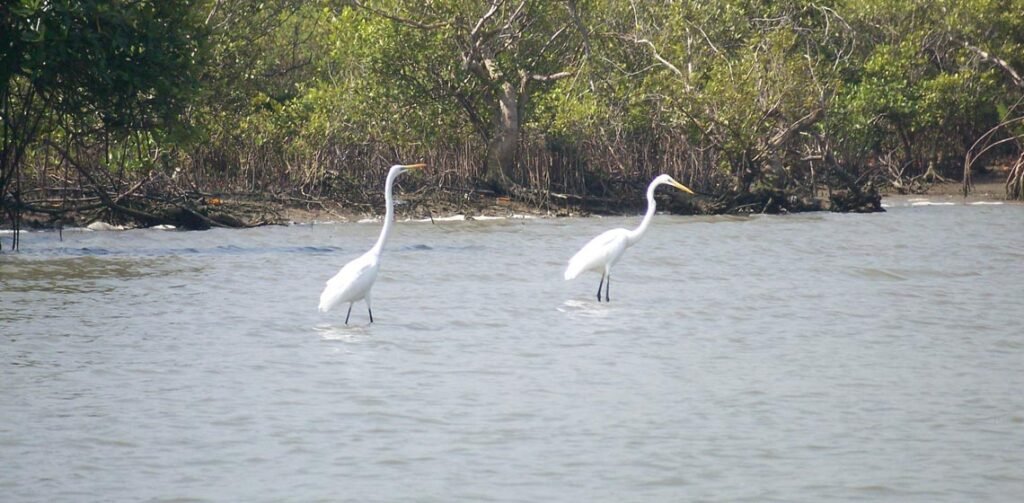 chidambarambird