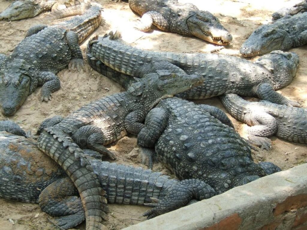 crocodilebankkangi