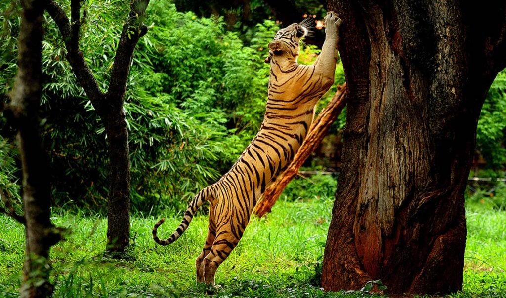 muthanga