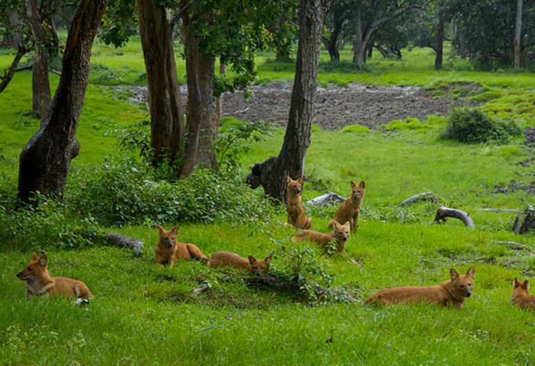 bandipur apr3