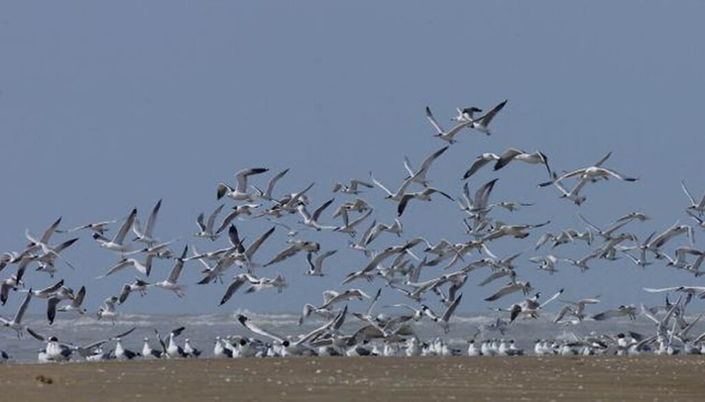 bird