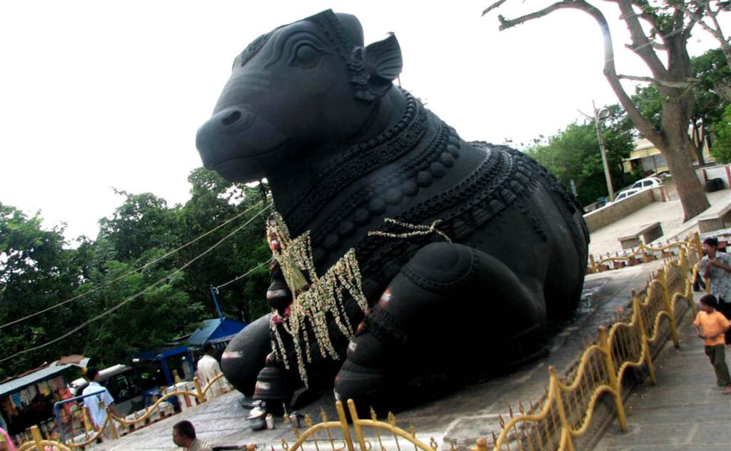 bull