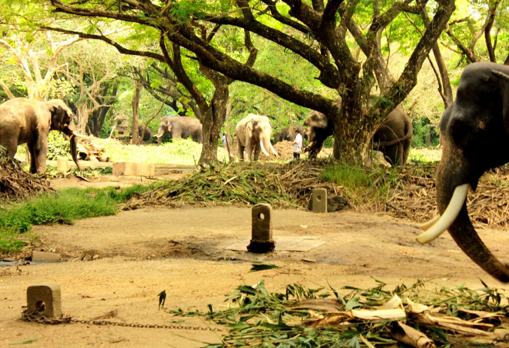 guruvayoor