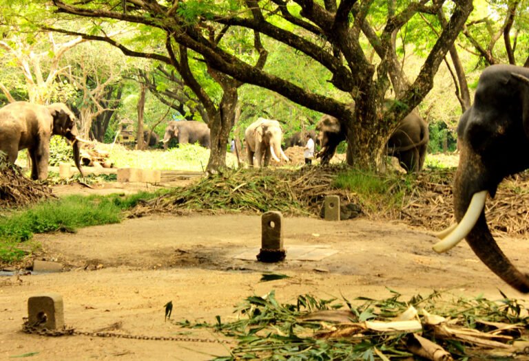 guruvayoor