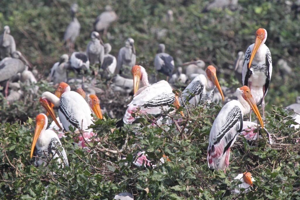 kangi bird sanctuary