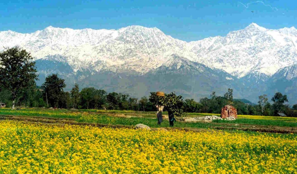 kangra