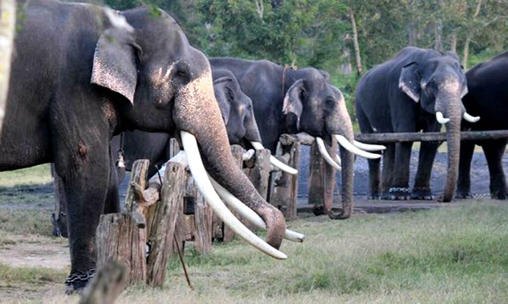 madumalaiele