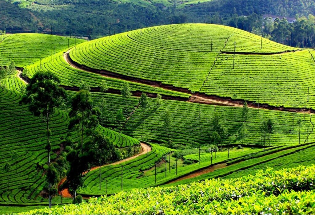 munnar