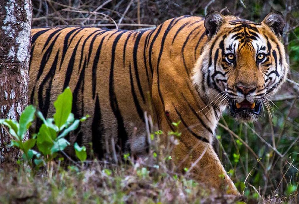 nagarhole1