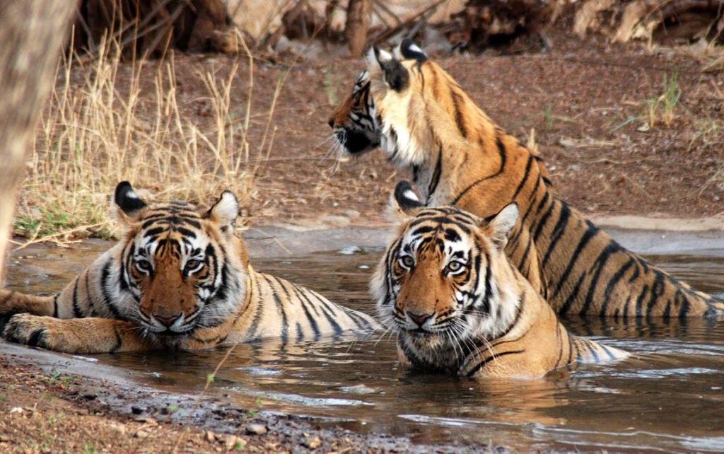 ranthamborepark